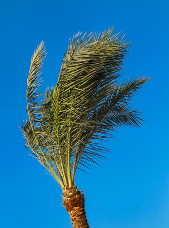 Palm Tree in a Windの写真素材