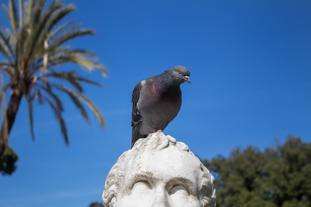 In a park in the city center of Rome, there is a statue of italian sculptor Antonio Canova. This time in a company of a pigeon.のeditorial素材