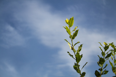 Young branch with green leaves. Cloudy sky in the background.の写真素材