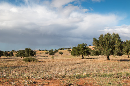 Autumn cloudy day. Dry soil with green old olive trees.の写真素材