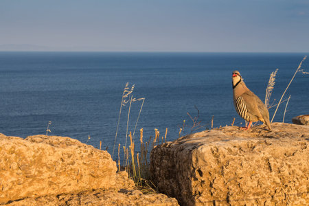 Golden hour on the seaside in Greece. Pheasant sitting on the rock. Blue calm sea in the background....