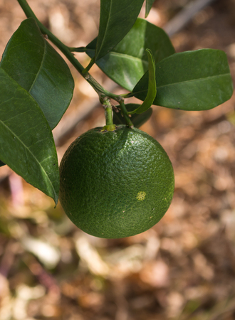 Branch with a hanging orange, which is still green, same color as its leaves around.の写真素材