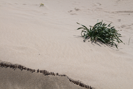 Two colors tones of a sand with a small fence creating a border. Group of plants growing in the sand. Sardinia, Italyの写真素材