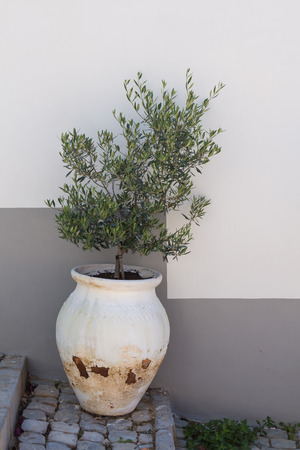 Old white pot with a small olive tree. Standing on the stairs made of cobblestones. White and grey color of the wall of a building in the background. Estoi, Portugal.の写真素材