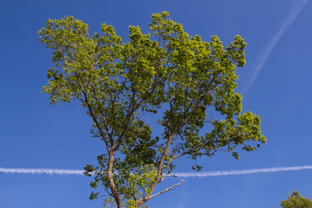 Crown of a tree with fresh light green spring leaves. Bright blue sky with airplane trails. Island Krk, Croatia.の写真素材