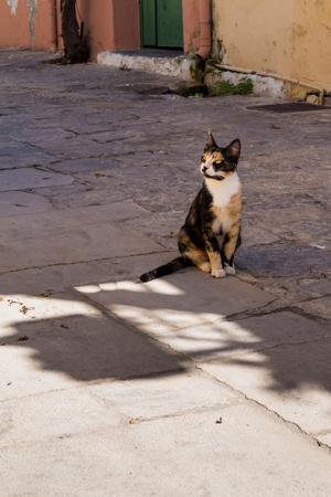 Multicolored cat sitting in a shadow of a street paved by cobblestones. Looking up to a window. Traditional village Archanes in the mountains of Crete, Greece.の写真素材