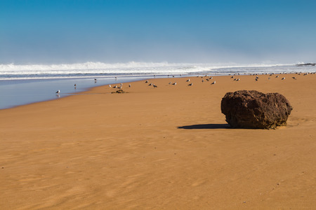 Golden sandy beach with a rock. Many seagulls on the beach. Wild water of the Atlantic ocean with waves. Clear blue sky. Horizon in the background. Beddouza beach, Morocco.の写真素材