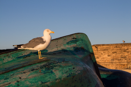 Seagull standing on a wooden fishing boat. Enlighed by a warm morning sunlight. Stone wall in the background. Blue sky. Port of Essaouira, Morocco.の写真素材