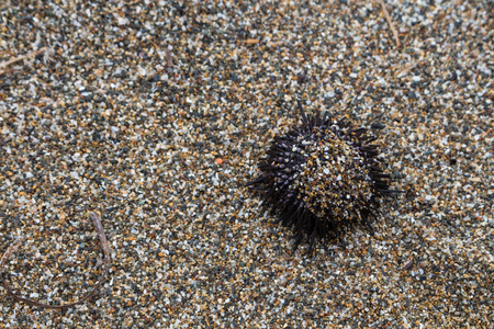 Dead sea urchin on the background of small pieces of stones and shells. Part of the set Beach discoveries. Crete, Greece.の写真素材