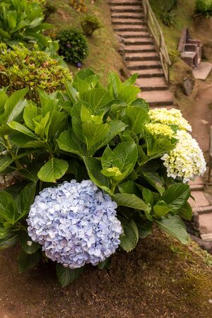 Bushes of the hydrangea (hortensia) plants, growing in the nature. They are symbol of the islands. Botanical garden in Nordeste, Sao Miguel, Azores Islands, Portugal.の写真素材