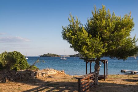 Older olive tree, growing on a calm beach of the Adriatic sea. Hills of islands in the background. Blue summer sky. Tisno, Croatia.の写真素材