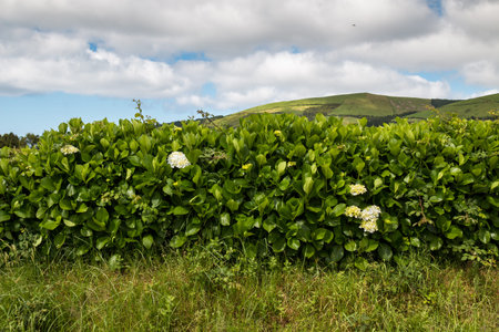 Bushes of hydrangea (hortensia), growing around a field and creating a natural fence. Top of a hill...