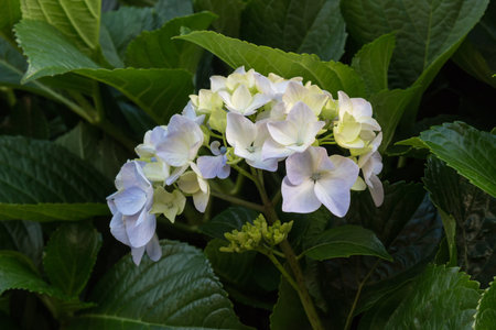Late spring as a time for all the wild growing hortensia (hydrangea) to bloom. Typical plant of the...