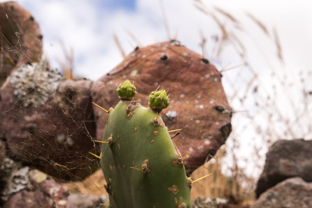 Green leaf of an opuntia cactus with two young leaves. Old dry cactuses in the blurry background....