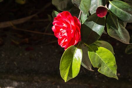 Enlighted blossom of red camellia and fresh leaves in the spring. Dark background. Botanical Garden in Porto, Portugal.の写真素材