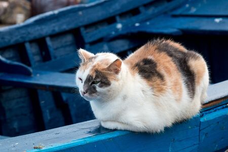 Adult cat with white fur with orange and black spots, sitting on the edge of a wooden blue boat in a port. Essaouira, Morocco.の写真素材