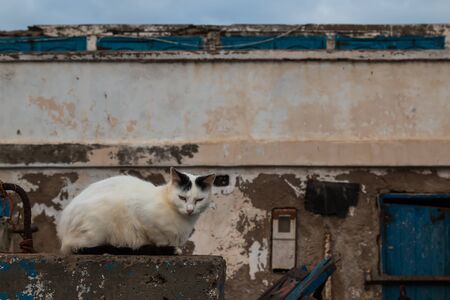White cat with black ears and tail, on a fence in a port. Weathered facade of a building in the background. Essaouira, Morocco.の写真素材