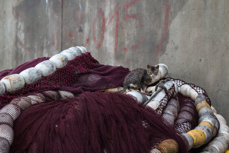 Big pile of fishing nets of bordeaux color, in the fishing port. Raw concrete wall in the...