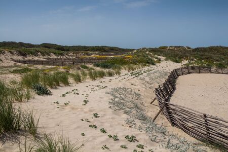 Light clean sand on the dunes lining the coast with a beach. Various plants and bushes. Mediterranean sea with waves. Blue sky. North of Sardinia (Spiaggia Quarto Pettine), Italy.の写真素材