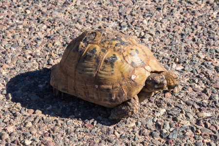 Turtle with many old damages of the shell, crossing the road. Bright sunlight. This time it was saved and put in the grass. Atlantic ocean coast, Morocco.の写真素材