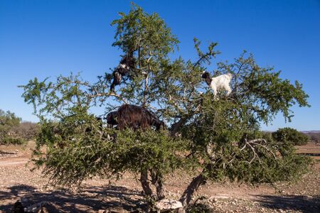 Dry soil sith a green argan tree and a herd of goats climbing the tree. Bright blue sky. Western coast of Atlantic ocean, Morocco.の写真素材