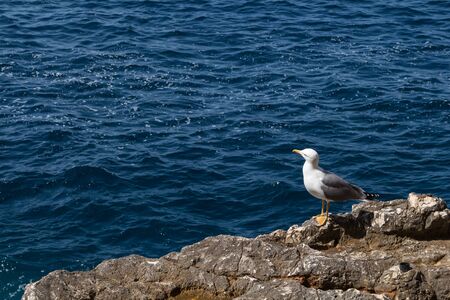 Seagull sitting on the edge of a rock beside a water of Mediterranean sea. Capo Caccia, Sardinia, Italy.の写真素材