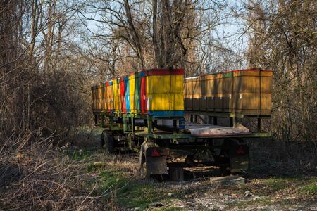 Colorful hives in a forest in an early spring, surrounded by trees, which have no leaves as yet. Blue sky. Most pri Bratislave, Slovakia.の写真素材