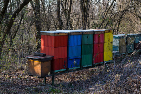 Colorful hives in a forest in an early spring, surrounded by trees, which have no leaves as yet....