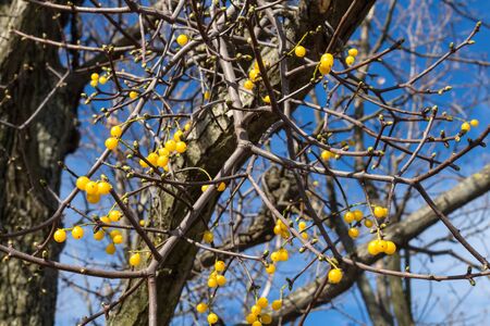 Yellow berries of mistletoe in the spring, among still dry twigs of a tree without leaves. Bright blue sky with light white clouds. Svaty Jur, Slovakia.の写真素材