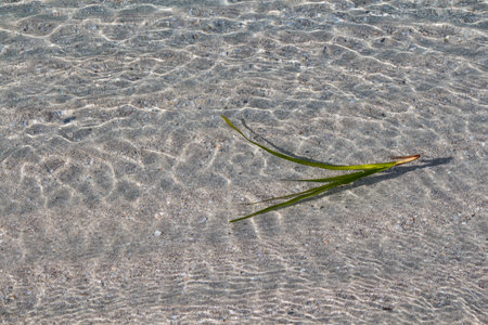Clean an clear shallow water of the city beach with a sandy bottom. Texture of a small waves and...