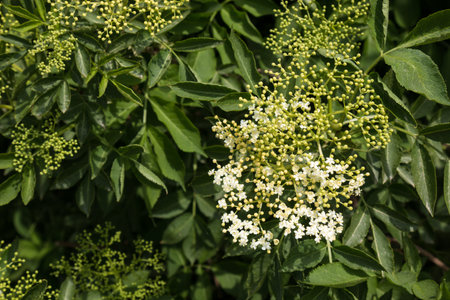 Detail of blossom of Sambucus nigra, partly with white fragrant opened flowers, partly still closed....