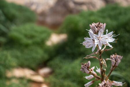 Detail of blooming plant Asphodelus in the spring. Fresh green bushes in the blurry background. Sardinia, Italy.の写真素材