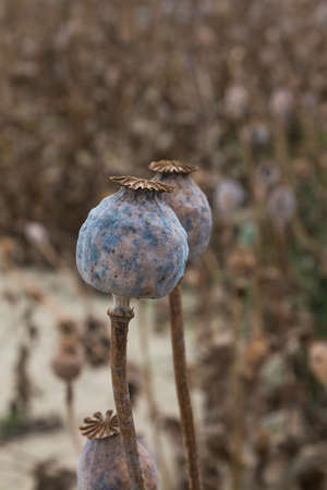 Detail of a poppy head, mature and dry in the summer. Traditional plant used in the bakery. West Slovakia.の写真素材