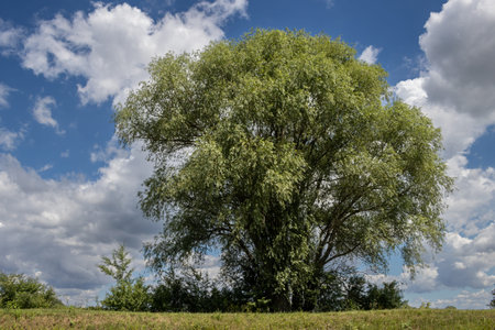 Canal built between Morava part of Czech and Slovakia by Bata. Beautiful greenery lining the route, trees, bushes, grass and flowers. Blue sky with white clouds. Bata canal, Czech and Slovak republicsの写真素材