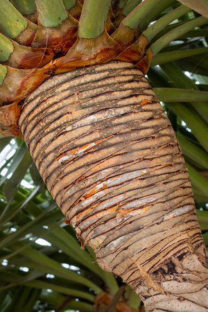 Decorative structure of the bark on the trunk of dracaena draco, growing in a park. Antigua, Fuerteventura, Canary Islands, Spain.の写真素材