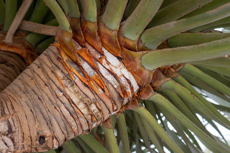 Decorative structure of the bark on the trunk of dracaena draco, growing in a park. Antigua,...