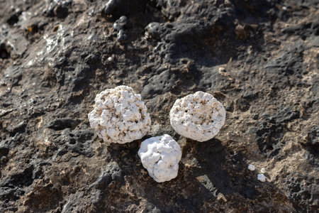 Coast of the Atlantic ocean. Base created of the black lava stones and rocks. Small pieces of broken corals, design of popcorn. Corralejo, Fuerteventura, Canary Islands.の写真素材