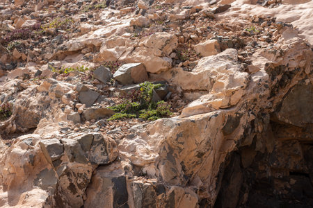 Detail of structure of the hill, lining the reservoir of the water. Wild plants growing between the stones in the winter. Embalse de los Molinos, Fuerteventura, Canary Islands, Spain.の写真素材