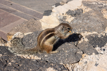 Chipmunk with fluffy tail, eating peanut. Sunny day. Living among the rocks and stones of the fences. Puerto del Rosario (Fabrica de callao de los Pozos), Fuerteventura, Canary Islands, Spainの写真素材