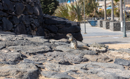 Chipmunk in a sunny day. Living among the rocks and stones of the fences. Hornos de Cal de la Guirra, La Guirra Beach, Fuerteventura, Canary Islands, Spain.の写真素材