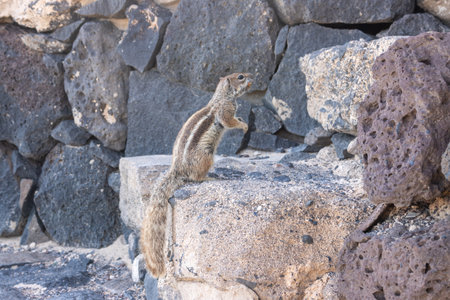 Chipmunk in a sunny day. Living among the rocks and stones of the fences. Hornos de Cal de la Guirra, La Guirra Beach, Fuerteventura, Canary Islands, Spain.の写真素材