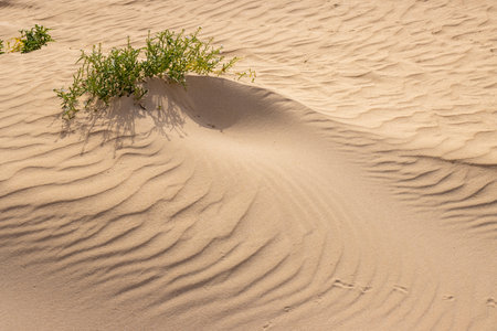 Green life, plants in the desert during the winter. Texture of the sand. Parque Natural Dunas de Corralejo. Unique european desert. Fuerteventura, Canary Islands, Spain.の写真素材