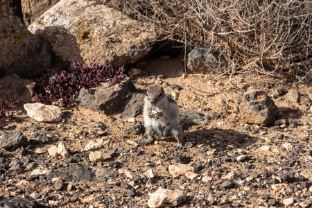 One of the always hungry chipmunks, eating peanut. Dry sandy soil with many stones and rocks. Molinos de Villaverde, Fuerteventura, Canary Islands, Spain.の写真素材