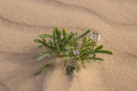 Green life, plants in the desert during the winter. Texture of the sand. Parque Natural Dunas de Corralejo. Unique european desert. Fuerteventura, Canary Islands, Spain.の写真素材