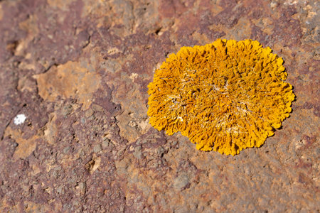 Vivid yellow color of lichen on the stone in the sunlight. Mountains in the centre of the island. Fuerteventura, Canary Islands, Spain.の写真素材