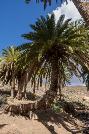 Valley with a fresh vegetation of various bushes and big palm trees. Oasis around a small river from the mountain. Barranco de la Madre del Agua, Fuerteventura, Spain.の写真素材
