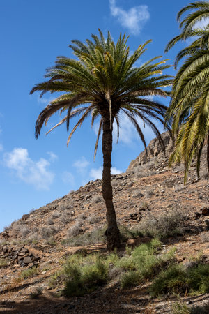 Valley with a fresh vegetation of various bushes and big palm trees. Oasis around a small river from the mountain. Barranco de la Madre del Agua, Fuerteventura, Spain.の写真素材