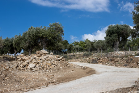Big olive trees garden, covering a hill above the sea. Curve of a road among them. Blue sky with white clouds. Giola lagoon, Tassos (Thassos) island, Greece.の写真素材