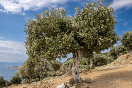 Big olive trees garden, covering a hill above the sea. Olives as an important agricultural product. Blue sky with white clouds. Giola lagoon, Tassos (Thassos) island, Greece.の写真素材