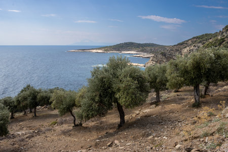 Hill full of olive trees in a large garden. Peninsula in the background. Calm water of Thracian sea (Mediterranean). Blue sky with white clouds. Giola lagoon, Thassos (Tassos), Greece.の写真素材